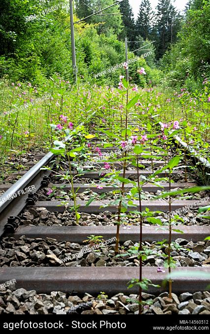 Temporarily disused railroad line overgrown with vegetation between Oberammergau and Murnau, near Saulgrub