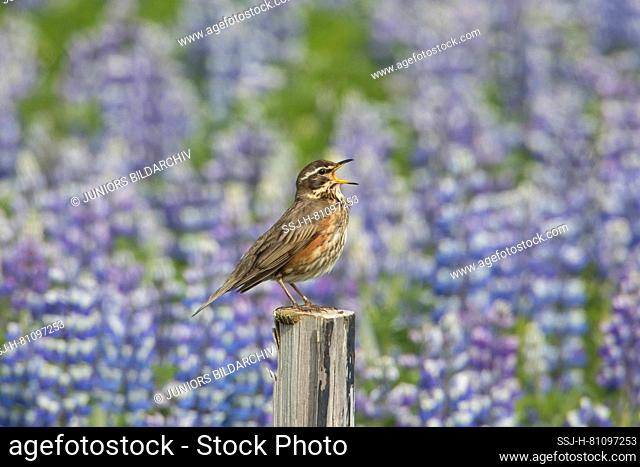 Redwing (Turdus iliacus). Adult standing on a post while singing. Iceland