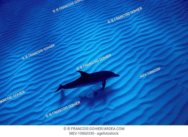 Atlantic spotted dolphin (Stenella frontalis). Photographed on the Grand Bahamas Bank