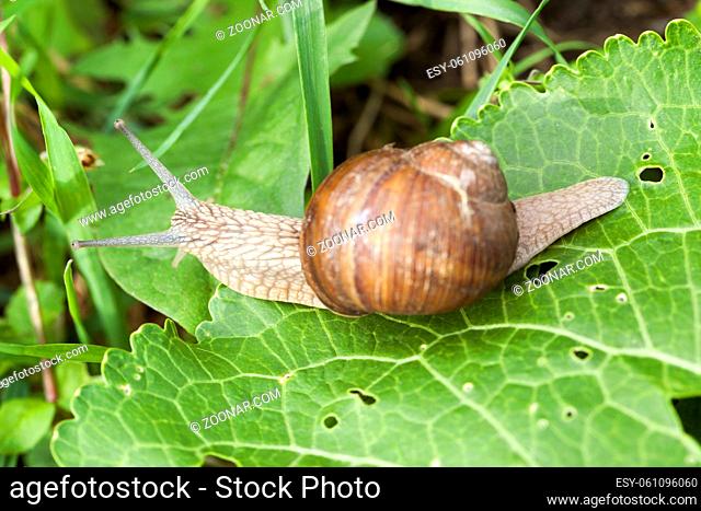 Creeping along the green foliage is one grape snail in the summer. photo close-up, top view