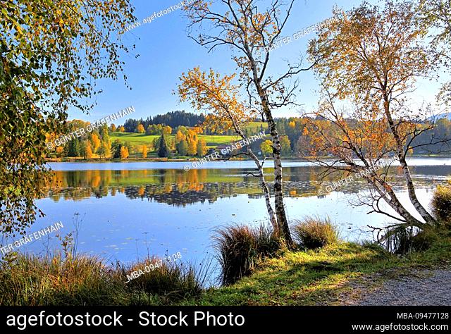 Autumn landscape at the Soiener See, Bad Bayersoien, Alpine foothills, Upper Bavaria, Bavaria, Germany