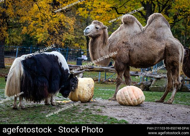 03 November 2021, Baden-Wuerttemberg, Stuttgart: A camel and a bull yak at Wilhelma eat two large pumpkins in their enclosure