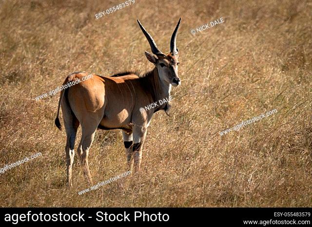 Eland stands turning head to watch camera