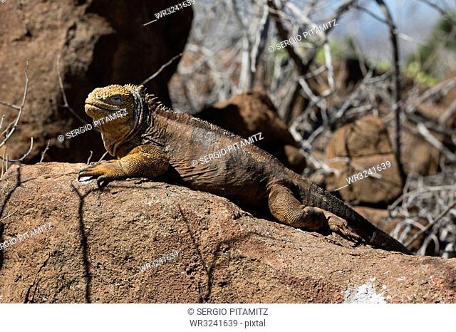 Land Iguana (Conolophus subcristatus), North Seymour Island, Galapagos Islands, UNESCO World Heritage Site, Ecuador, South America