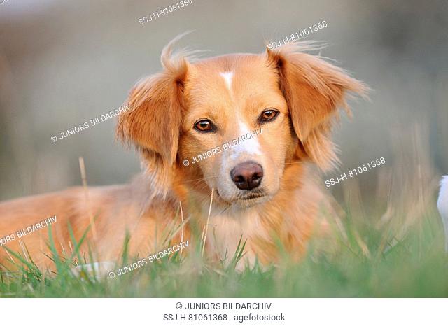 Mixed-breed dog. Adult bitch lying in grass, portrait. Germany