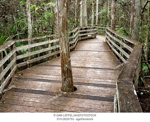 Corkscrew Swamp Florida Boardwalk
