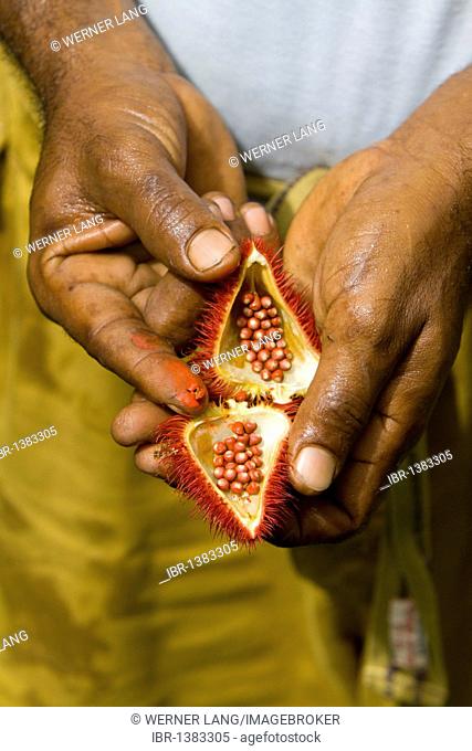 Seeds of the Lipstick plant, Achiote (Bixa orellana), used as red color for various products, Seychelles, Africa, Indian Ocean
