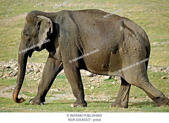 Portrait of an Asian elephant matriarch