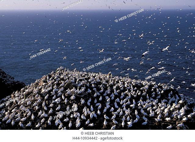 Northern Gannets, gannets, Morus Bassanus, Cape St. Mary's, Ecological, Reserve, Newfoundland, Canada, flock, white, birds, swarm, sea, ocean, nesting