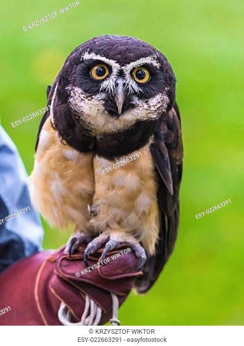 The Spectacled Owl, Pulsatrix perspicillata