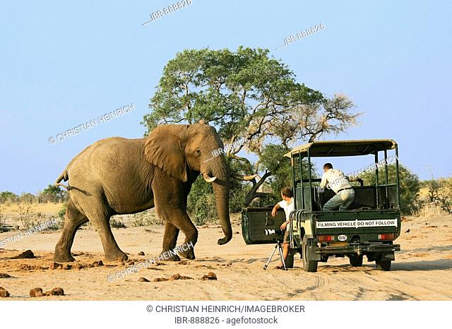 African Bush Elephant (Loxodonta africana) bull in front of a jeep with photographers, Savuti, Chobe National Park, Botswana, Africa