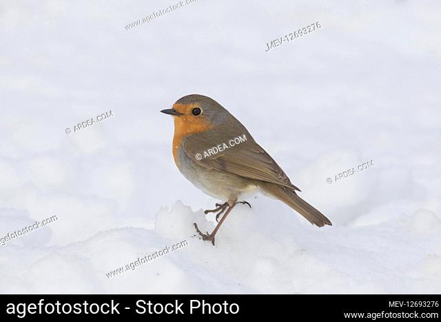 Robin - adult bird in snow - Sweden
