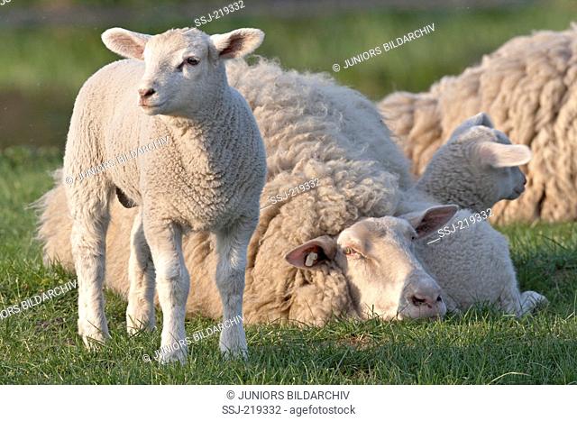 Domestic Sheep. Ewe and lambs on a pasture. Schleswig-Holstein, Germany