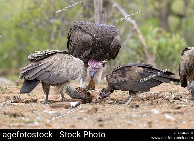 Vultures feeding on a carcass, Mpumalanga, South Africa