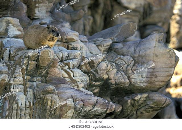 Rock Dassie, Procavia capensis, Cape of Good Hope Nationalpark, South Africa, Africa, adult on rock