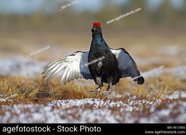 Black grouse (Tetrao tetrix), courting cock in flutter jump on mating arena in bog, Kainuu, Finland, Europe