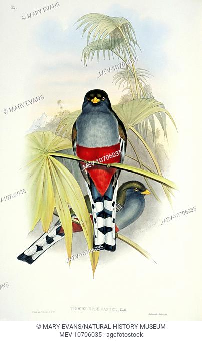 Plate 32, hand coloured lithograph by John and Elizabeth Gould from John Gould's A Monograph of the TrogonidÁ, or family of Trogons, (1838)