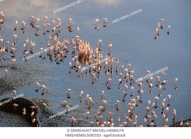 Kenya, Magadi lake, lesser flamingo (Phoeniconaias minor), male in sexual display, aerial view at dawn