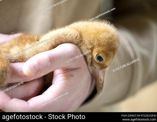 07 June 2023, North Rhine-Westphalia, Cologne: A keeper holds the hand-reared snow crane chick in his hands. Two snow cranes have hatched at Cologne Zoo