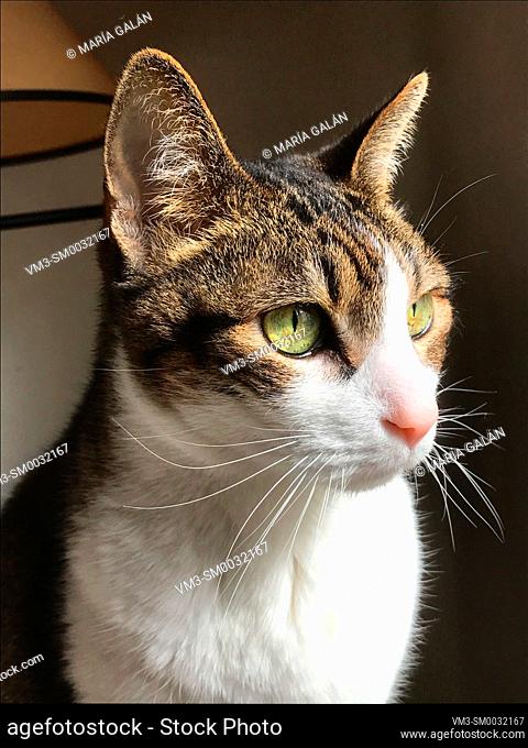 Portrait of tabby and white cat