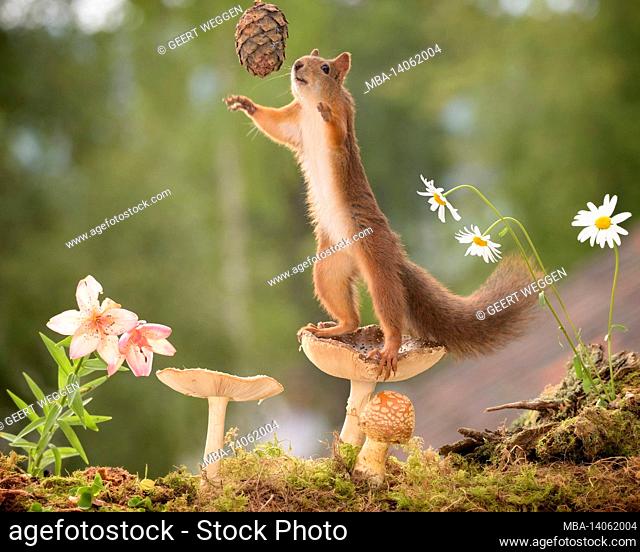 red squirrel on a mushroom reaching at a pinecone