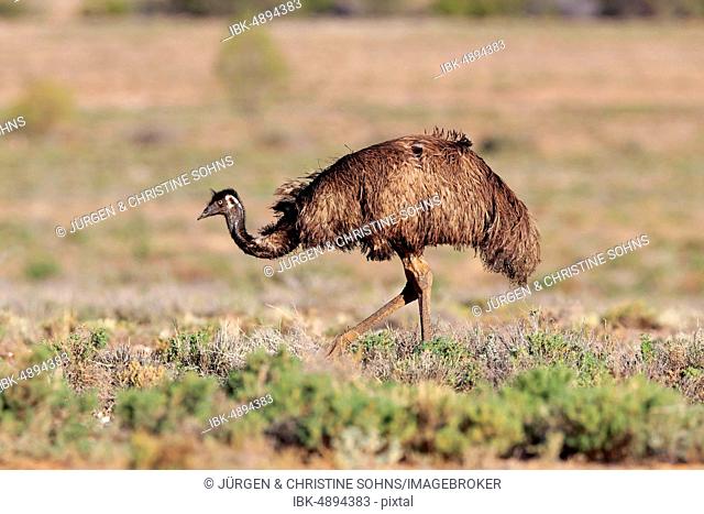 Emu (Dromaius novaehollandiae), adult, running, Sturt National Park, New South Wales, Australia