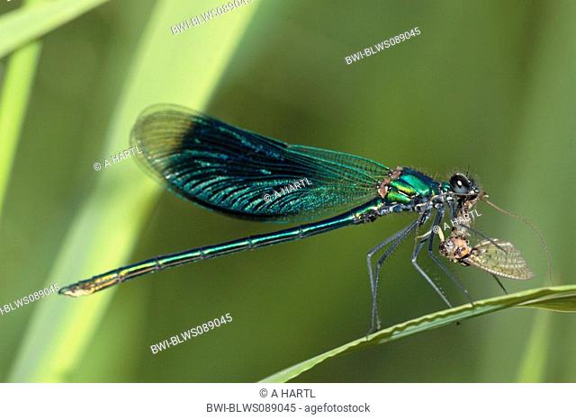 banded blackwings, banded agrion, banded demoiselle Calopteryx splendens, Agrion splendens, male eating mayfly, Germany, Bavaria, Isental