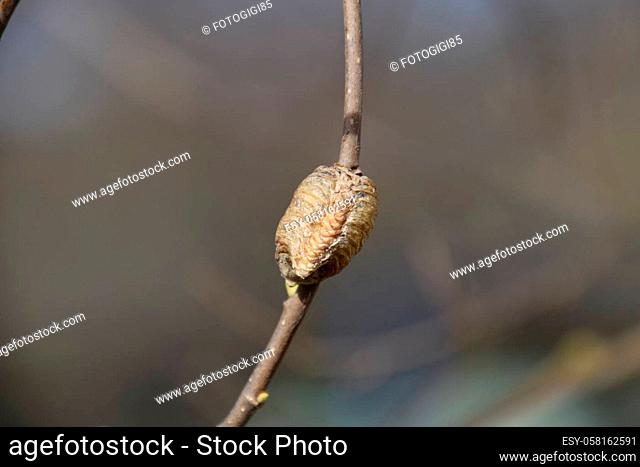 Ootheca mantis on the branches of a tree. The eggs of the insect laid in the cocoon for the winter are laid. Ooteca on a branch of hazelnut