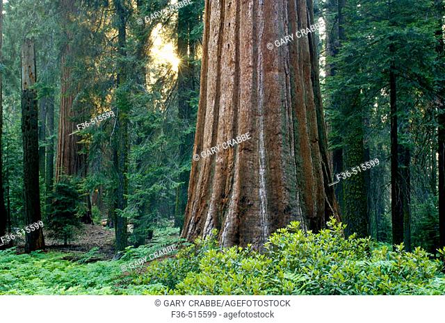 Giant Sequoia tree in mixed conifer pine forest at sunset, Sequoia National Park, California