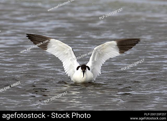 Pied avocet (Recurvirostra avosetta) in shallow water flapping wings dry after bathing
