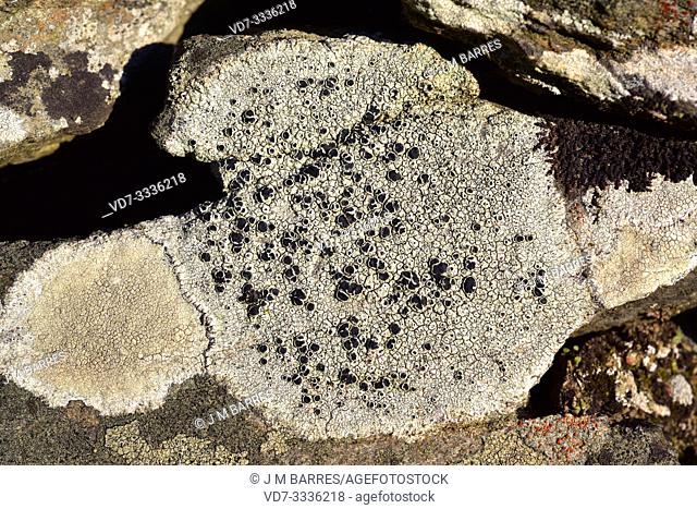 Lecanora schistina or Lecanora praepostera is a crustose lichen with black apothecia. This photo was taken in La Albera, Girona province, Catalonia, Spain