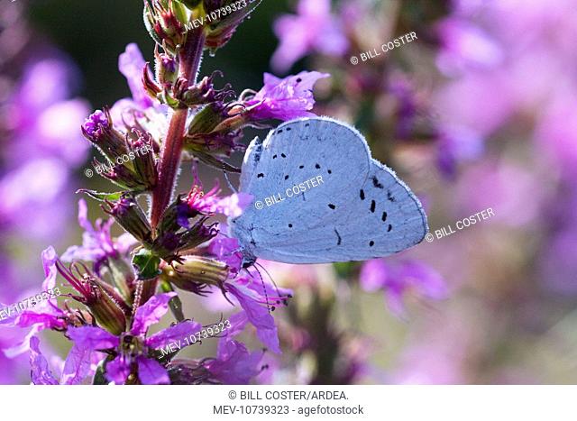 Holly Blue Butterfly - feeding on garden flower (Celastrina argiolus)