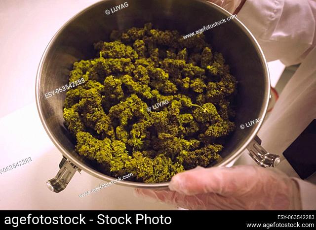 Marijuana in the pan. Cannabis inflorescences in a pot in a laboratory