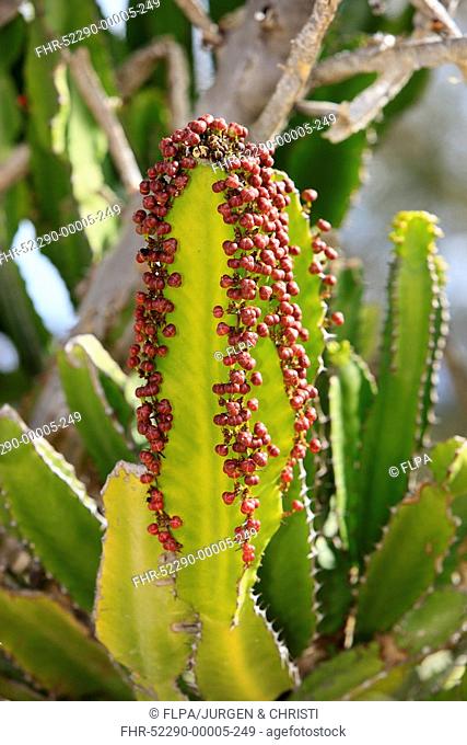 Candelabra Tree Euphorbia ingens in fruit, Karoo Desert National Botanical Garden, Worcester, Western Cape, South Africa