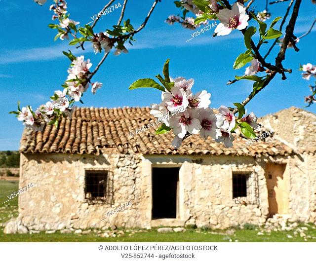 Almond tree in bloom, Albacete province, Castile-La Mancha, Spain
