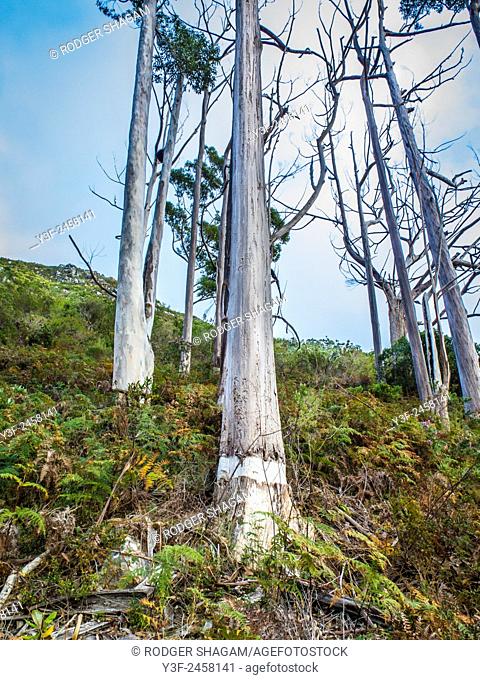 A stand of ring-barked gum trees. The ring-barking eventually kills the tree. Cape Town, South Africa