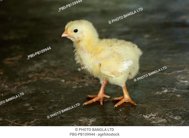 A little chick at poultry farm at Gafargaon Mymensingh, Bangladesh October 2010