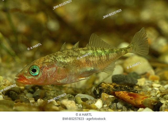three-spined stickleback Gasterosteus aculeatus, male, Germany
