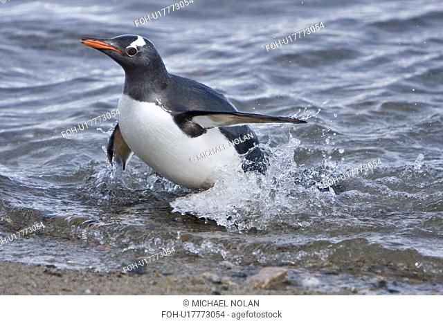 Adult gentoo penguin Pygoscelis papua swimming in to the beach from sea in Neko Harbour in Andvord Bay, Antarctica. There are an estimated 80