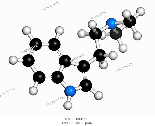 Dimethyltryptamine (DMT) psychedelic drug molecule. Present in the drink ayahuasca. Atoms are represented as spheres with conventional colour coding: hydrogen...