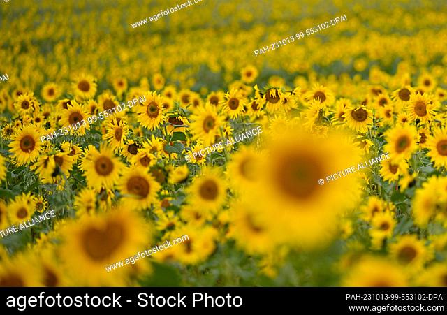 13 October 2023, Brandenburg, Müncheberg: Blooming sunflowers stand in a field in the district of Märkisch-Oderland in eastern Brandenburg