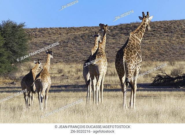 South African giraffes (Giraffa giraffa giraffa), adults and young, walking in the dry grass, Kgalagadi Transfrontier Park, Northern Cape, South Africa, Africa