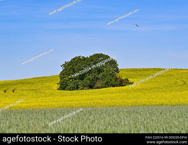 16 May 2022, Brandenburg, Buckow: Rapeseed blooms in a field in the Märkische Schweiz Nature Park. On May 24, 1909, the first European national park was...