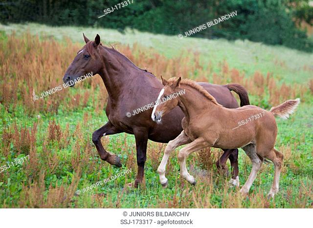 Frederiksborger. Mare with foal on a meadow