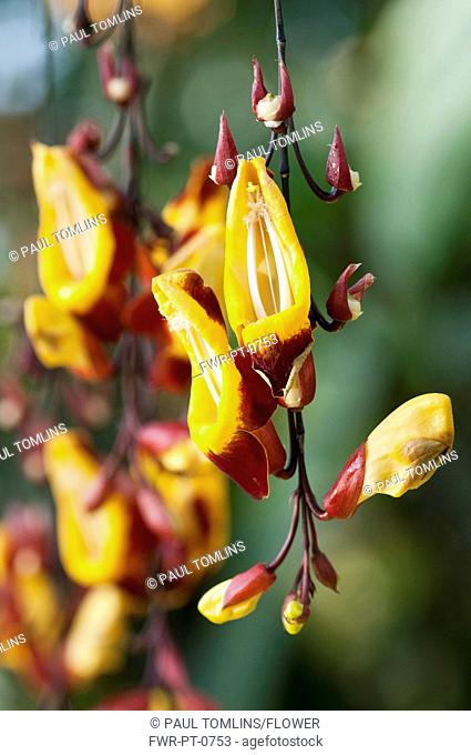 Pendent flower spike of Clock vine or Thunbergia mysorensis with yellow, tubular flowers with recurved, red - brown lobes