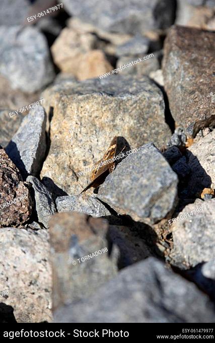 Common buckeye butterfly (Junonia coenia) in gray gravel rocks on the ground