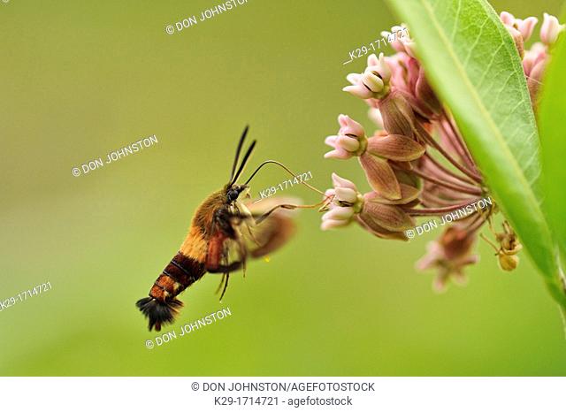 Hummingbird Clearwing Moth Hemaris thysbe nectaring on Common Milkweed Asclepias syriaca