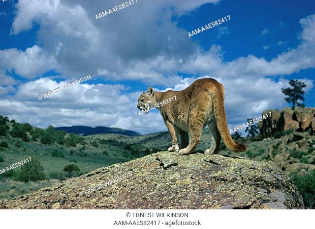 Mountain Lion in habitat