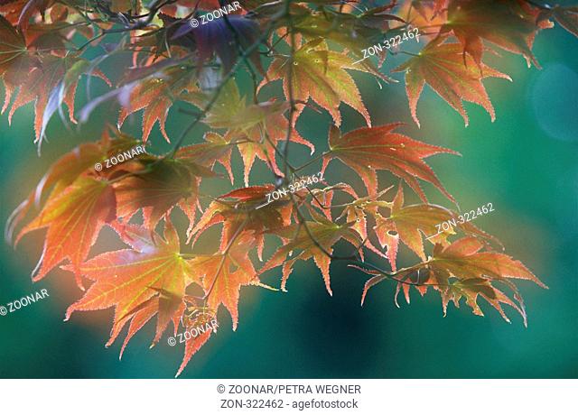 Maple leaves, Acer palmatum atropurpureum,  Rotblaettriger Faecherahorn, Blaetter, Asien, asia, Japan, rotblättriger Fächerahorn, Pflanzen, plants, Laubbaum