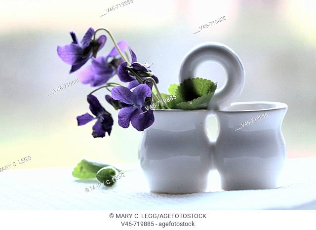 Miniature white salt and pepper holder holds a nosegay of purple wild violets against the window on white cloth  The backdrop is white light  Some leaves have...